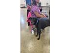 Adopt Jay Z a Labrador Retriever / Mixed dog in Fond du Lac, WI (41550632)