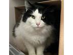 Adopt Snickers a Domestic Longhair / Mixed cat in Des Moines, IA (41554091)