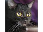 Adopt Tyson a Domestic Shorthair / Mixed cat in Des Moines, IA (41554078)