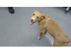 Adopt Wayne a Pit Bull Terrier / Mixed dog in Lincoln, NE (41554068)