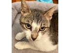 Adopt April a Brown Tabby Domestic Shorthair / Mixed (short coat) cat in