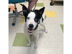 Adopt Winston a Australian Cattle Dog / Siberian Husky / Mixed dog in Sioux