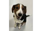Adopt Picasso a Border Collie / Beagle / Mixed dog in Topeka, KS (41554034)