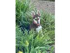 Adopt Emery 3142 a Black - with Tan, Yellow or Fawn German Shepherd Dog / Husky