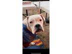 Adopt Mia a White Boxer / Mixed dog in Battle Ground, WA (41551629)
