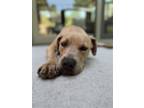 Adopt Fi a Tan/Yellow/Fawn - with White Pit Bull Terrier / Black Mouth Cur /