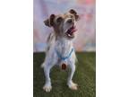 Adopt Chimvelo a Jack Russell Terrier / Mixed dog in Phoenix, AZ (41487976)