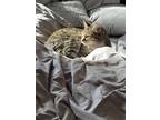 Adopt Arby a Gray, Blue or Silver Tabby American Shorthair / Mixed (short coat)