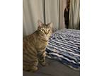 Adopt ROXIE a Tan or Fawn Tabby Domestic Shorthair (short coat) cat in Las