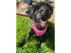 Adopt DIXIE a Black - with White Havanese / Mixed dog in PLANO, TX (41553838)