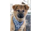 Adopt Crissy a Shepherd (Unknown Type) / Chow Chow / Mixed dog in Rockwall