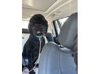 Adopt Mocha a Black Standard Poodle / Mixed dog in La Mirada, CA (41553806)