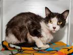 Adopt BENJAMIN a Black & White or Tuxedo Domestic Mediumhair / Mixed (medium