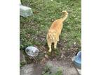Adopt Cheetosaurus a Orange or Red Tabby American Shorthair / Mixed (short coat)