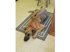 Adopt Achoo a Great Dane / Greyhound / Mixed dog in new london, WI (41529392)