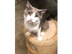 Adopt Jack a Gray or Blue (Mostly) Domestic Mediumhair / Mixed (medium coat) cat