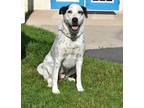 Adopt Freckles a Dalmatian / Mixed Breed (Medium) / Mixed dog in Kingsland