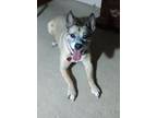 Adopt TABITHA a Gray/Blue/Silver/Salt & Pepper Shiba Inu / Akita / Mixed dog in