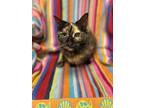 Adopt Seashell a Domestic Mediumhair / Mixed (short coat) cat in Raleigh