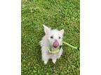 Adopt Harper a Terrier (Unknown Type, Small) / Mixed dog in Ridgely