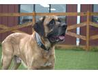 Adopt Grady a Mastiff / Mixed dog in Chestertown, MD (41491719)