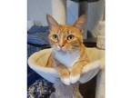 Adopt Blue a Domestic Shorthair / Mixed cat in Kalamazoo, MI (41498966)