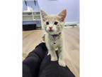 Adopt Boo Boo Kitty a Domestic Shorthair / Mixed cat in Kalamazoo, MI (41528497)