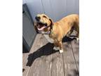 Adopt Mimi a Red/Golden/Orange/Chestnut - with White Dachshund / Basset Hound /