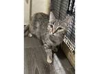 Adopt Reba a Domestic Shorthair / Mixed cat in Kalamazoo, MI (41480526)