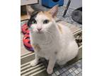 Adopt Diamond Baby a White Domestic Shorthair / Mixed Breed (Medium) / Mixed