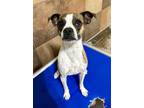 Adopt Walter a Brown/Chocolate Boston Terrier / Mixed Breed (Medium) / Mixed
