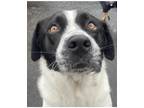 Adopt Huckleberry (Huck) a White - with Black Mixed Breed (Medium) / Labrador
