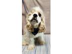 Adopt Henry Jack a Tan/Yellow/Fawn Cocker Spaniel / Mixed dog in Bellevile