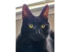 Adopt Cole a Domestic Shorthair / Mixed cat in Kalamazoo, MI (41481670)