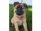 Adopt Bella a Tricolor (Tan/Brown & Black & White) Golden Retriever dog in