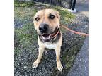 Adopt Sandy Cheeks a Black Shepherd (Unknown Type) / Mixed Breed (Medium) /
