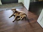 Adopt Reeci a Brown/Chocolate - with White Mutt / Husky / Mixed dog in Marietta