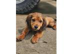 Adopt Noah Waller a Brown/Chocolate Cocker Spaniel dog in Portland