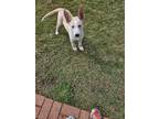 Adopt Ocean a White Husky dog in Covington, GA (41553426)