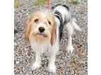 Adopt Ace a White - with Brown or Chocolate Terrier (Unknown Type