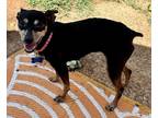Adopt Trina a Black - with Brown, Red, Golden, Orange or Chestnut Miniature