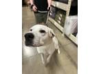 Adopt Katerina a Great Pyrenees / Shar Pei / Mixed dog in Paris, KY (41553383)