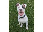 Adopt One for the Road a American Pit Bull Terrier / Mixed dog in Richmond