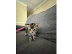 Adopt Noodle a Black & White or Tuxedo Bombay / Mixed (short coat) cat in Elon