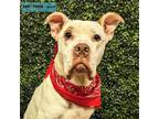 Adopt Frosty a Boxer / Pit Bull Terrier / Mixed dog in Lexington, KY (41553345)