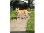 Adopt Kiss a Tan/Yellow/Fawn - with White Akita / American Pit Bull Terrier /
