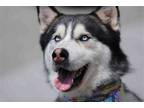 Adopt Dodger a Black - with White Alaskan Malamute / Siberian Husky / Mixed dog