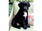 Adopt CALI a Black - with White Border Collie / Mixed dog in Barium Springs