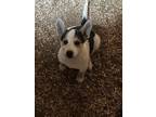 Adopt Onion a White - with Red, Golden, Orange or Chestnut Australian Cattle Dog