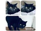 Adopt PRINCESS POOKIE - MANX - BEAUTIFUL SR. GIRL! a All Black Manx / Mixed